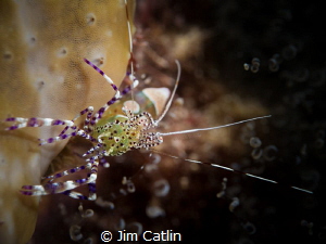 Spotted cleaner shrimp by Jim Catlin 